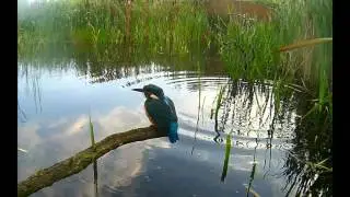 Kingfisher & Little grebe