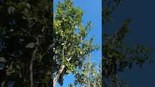 super fresh day #nature #freshday #freshair #bluesky #windy #trees #relaxingscene #birdsounds #relax