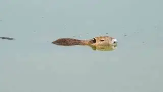 What a Nutria sounds like