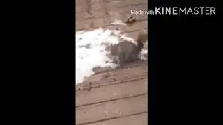edited squirrel episode...enjoy :) #randomAF