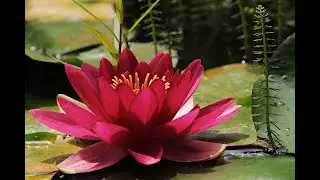 Beautiful spring flowers & Relax music / Stunning flowers / Flowers 4K Nature Relaxation film 4K HD