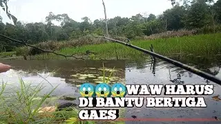 casting ikan gabus di rawa pedalaman#casting #mancing #mancingtomanbabon #fishing