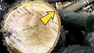 TREES: Preventing Damage