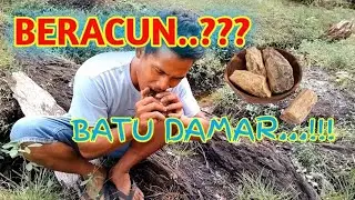 Ternyata Seperti Ini Rasa Batu Damar Getah Kayu Yang Berpuluh Tahun