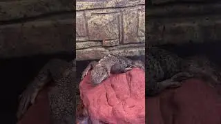Desert Survivor: The Rock Dragon&rsquo;s Daily Sunbath 🦎☀️ #shorts&rdquo;