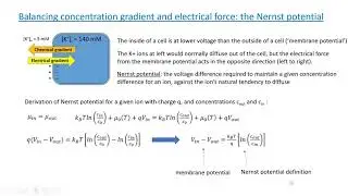 PHYS 410: Nernst potential and Donnan equilibrium