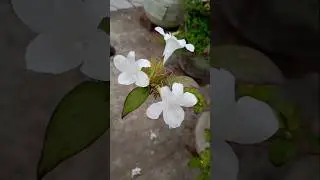 Beautiful azalea flower #ytshorts #flowers #terracegarden #nature #gardening