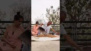 Father and daughter processing the pigeon pea(tuar dal, Arhar) PigeonPeas #farminglife #nativehome