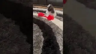 Golden doodle vs Shih Tzu babies