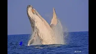Whale Watching Advantage` Tours St Lucia