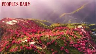Delicate cherry blossoms and lush tea plants weave a vibrant landscape on Wuliang Mountain in Yunnan