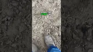 Понимание языка тела лошади: ключ к установлению связи
