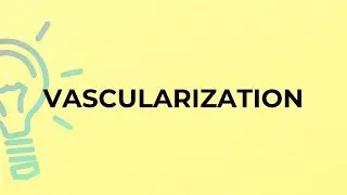 What is the meaning of the word VASCULARIZATION?