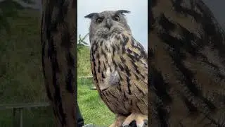 Fr&auml;ulein Ted geht aus dem Leim 😂🦉 #eule #uhu #huu