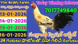 13 January 2026 Today Winning Colors//Today Colors Update//Kukkuta Sastram