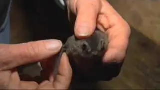 Pekapeka / Bat