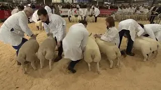 Defaid Cyfandirol Pur - Beltex | Pure Continental Sheep - Beltex