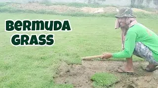 BERMUDA GRASS, PAANO MAG SUDSOD #bermuda  #landscape #garden