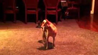 Dog gone crazy for his toy!