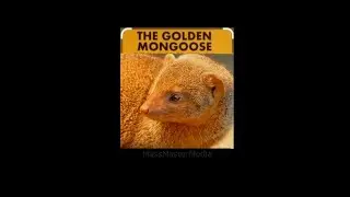 Golden Ferret- Mongoose #Shorts