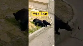 #bear | #wildbeasts | #wildanimals | Viral video | Youtubeshorts