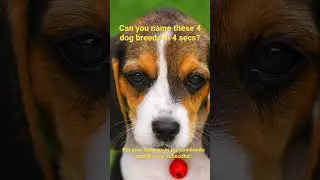 Dog Breed Trivia!