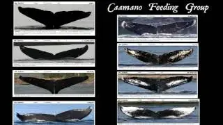 Whales in Fjords: Two Case Studies, Part 3