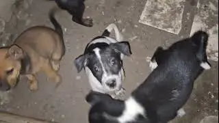 Melihat 5 ekor anak anjing lucu dimalam hari dalam kandang sederhana