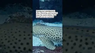 Thanks Grandma #comedy #leopardprint #animals #funny #christmas #shark