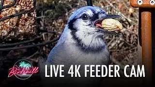 Birdchill 4K Feeder Cam LIVE from the Catskills