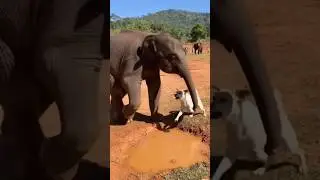 Fearless Dog vs Playful Elephant 🐕🐘 | Unexpected Jungle Friendship! #shorts #video #elephant #dog