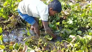Unbelievable Hand Fishing! Smart Boy Catching Big Catfish By Hand in Water Hyacinth #fisging