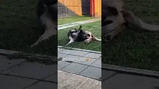 True friendship 😻🐶 #shorts #cat #dog #funny