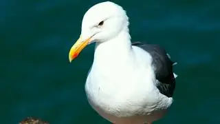 The Western Gull