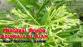 Bunga Arumdalu | Mengenal Pohon Arumdalu di Alam