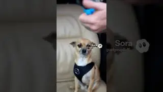 #sora #ai #cute #funny #dog #cops