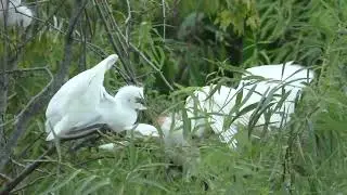 These 2 baby cattle egrets get so excited at every feeding time! in The Villages, Florida