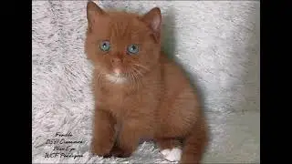 BSH Cinnamon 😻😻😽@allaboutcats @kucinggemoy @kucinglucu
