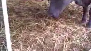 Suckler Cows And Calves