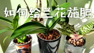 如何给兰花施肥－陶粒半水培