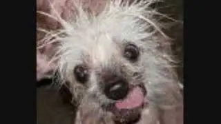 Top 10 Ugliest Dogs