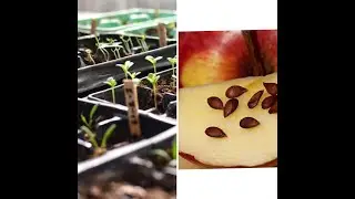Apple Seed Germination | Turn Apple Seeds Into A Tree / Tommy&rsquo;s Carolina Homestead HOW TO GARDEN