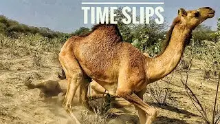 Camel love time jump|Camel love story |Camel mating|حب الجمل يقفز الوقت|कैमल लव टाइम जंप
