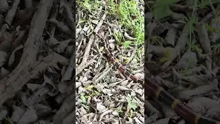 Coral Snake sighting in Kyle, TX