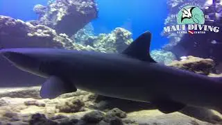 Sharks at Mala Pier with Maui Diving