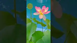 Sacred Lotus Flower