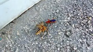 PROLIFIC RED SPIDER WASP DRAGS ANOTHER WOLF SPIDER INTO HER NEST . LUMIX FZ300