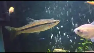 indian barb community tank