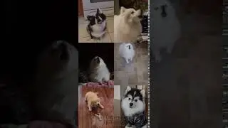 Dogs Singing Windows XP Startup #Shorts
