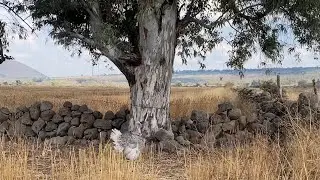 Nos fuimos al rancho de mi suegro 🌳🌳🌺￼